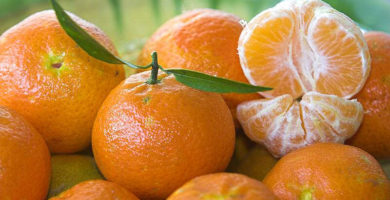 cómo germinar semillas de mandarina