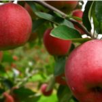 cómo germinar semillas de manzana