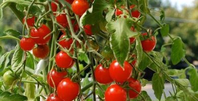 cómo germinar semillas de tomate cherry