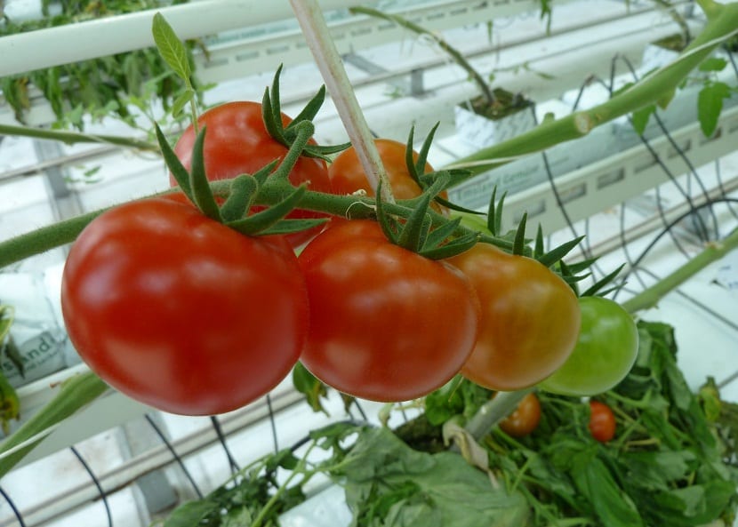 enfermedades del tomate en invernadero